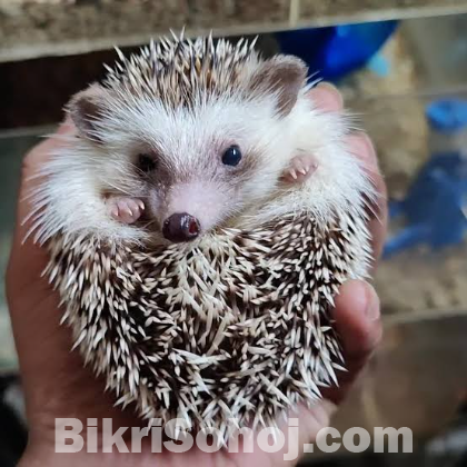 হেজহগ Hedgehog